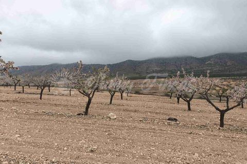 Helårsgrund i Yecla, Murcia, Yecla - € 45.000 | Ref: SF0565 - foto 10